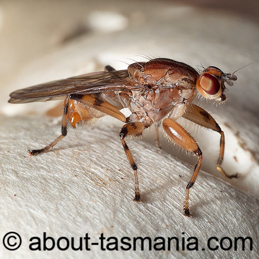 Tapeigaster annulipes, fly, Heleomyzidae, Tasmania