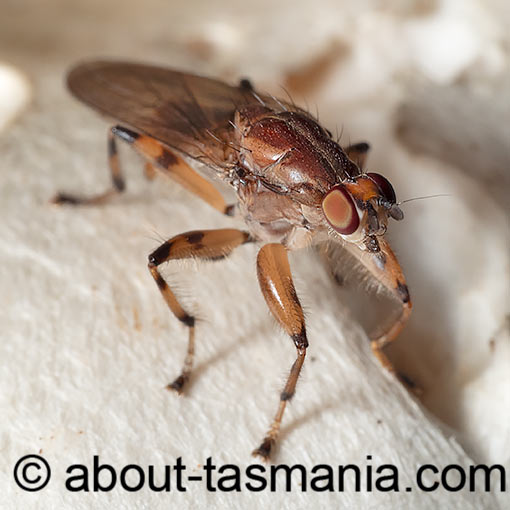 Tapeigaster annulipes, fly, Heleomyzidae, Tasmania