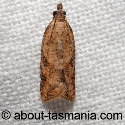 Tortrix constrictana, Tortricidae, Tasmania, moth