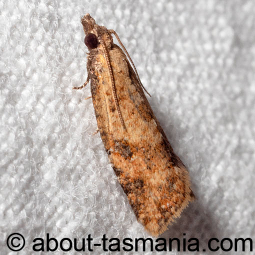 Tortrix constrictana, Tortricidae, Tasmania, moth