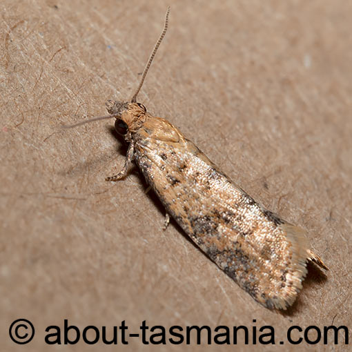 Tortrix constrictana, Tortricidae, Tasmania, moth