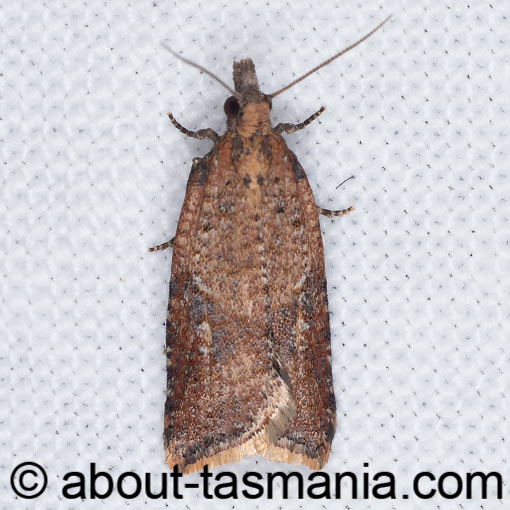 Tortrix constrictana, Tortricidae, Tasmania, moth
