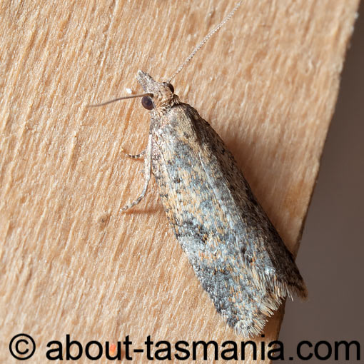 Tortrix constrictana, Tortricidae, Tasmania, moth
