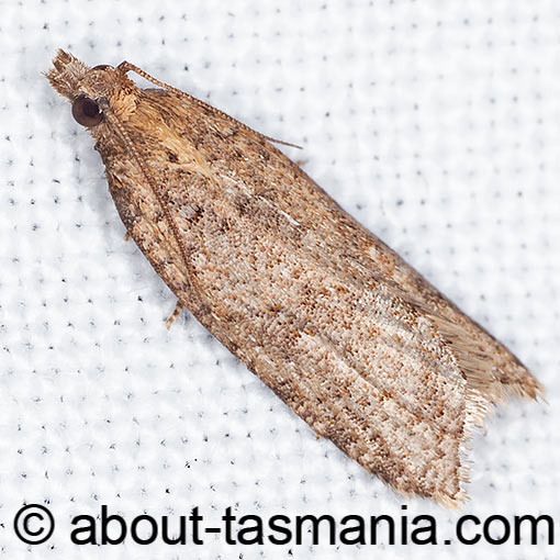 Tortrix constrictana, Tortricidae, Tasmania, moth