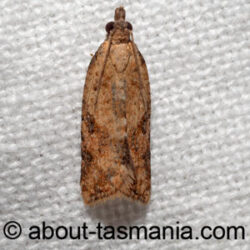 Tortrix constrictana