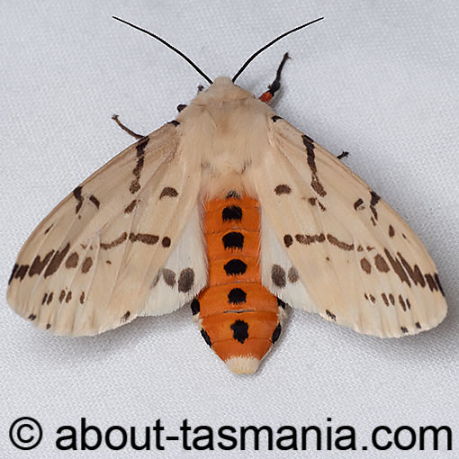 Ardices canescens, Dark-spotted tiger moth, Light Ermine moth, Arctiinae, Tasmania