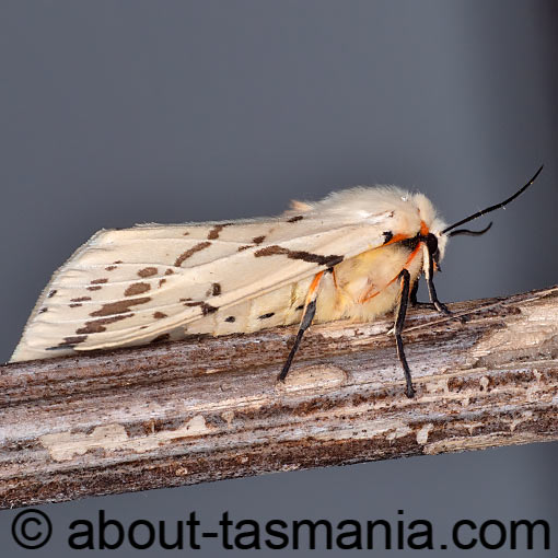 Ardices canescens, Dark-spotted tiger moth, Light Ermine moth, Arctiinae, Tasmania