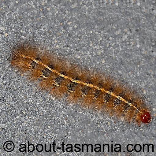 Ardices canescens, Dark-spotted tiger moth, Light Ermine moth, Arctiinae, Tasmania