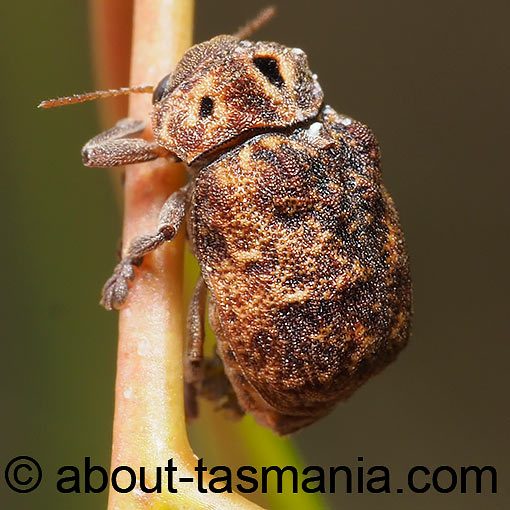Cadmus ferrugineus, beetle, Tasmania