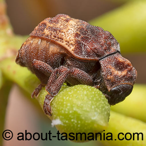 Cadmus ferrugineus, beetle, Tasmania