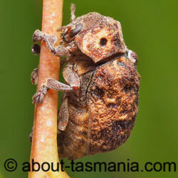 Cadmus ferrugineus