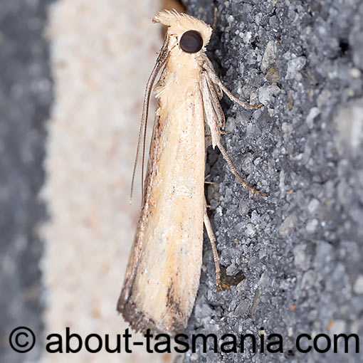 Morosaphycita oculiferella, Pyralidae, moth, Tasmania