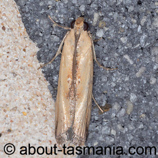 Morosaphycita oculiferella, Pyralidae, moth, Tasmania