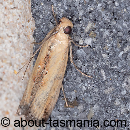 Morosaphycita oculiferella, Pyralidae, moth, Tasmania