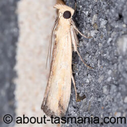 Morosaphycita oculiferella