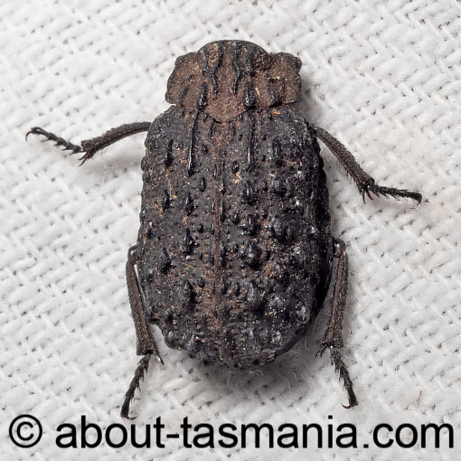 Omorgus australasiae, Keratin beetle, Trogidae, Tasmania