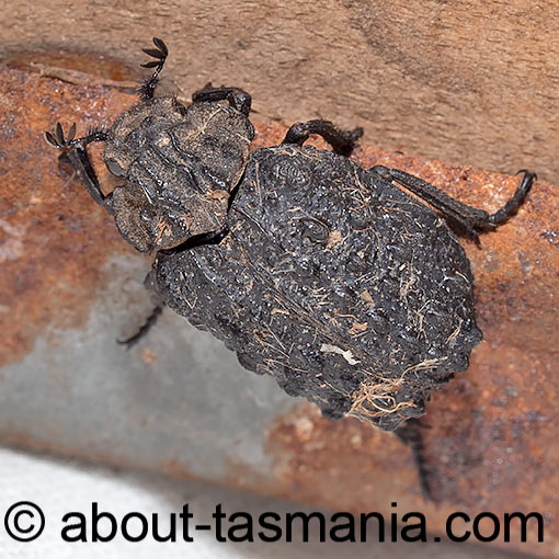 Omorgus australasiae, Keratin beetle, Trogidae, Tasmania