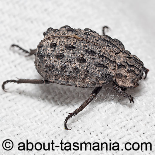 Omorgus australasiae, Keratin beetle, Trogidae, Tasmania