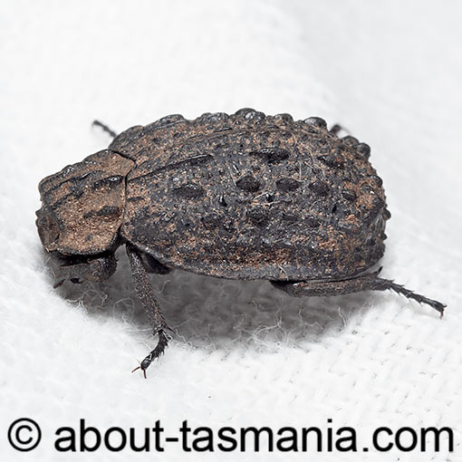 Omorgus australasiae, Keratin beetle, Trogidae, Tasmania