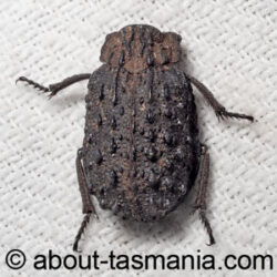 Omorgus australasiae