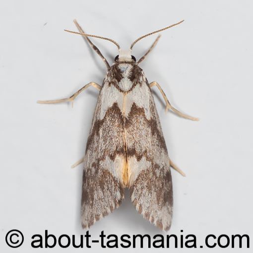 Philenora malthaca, Erebidae, Tasmania, moth