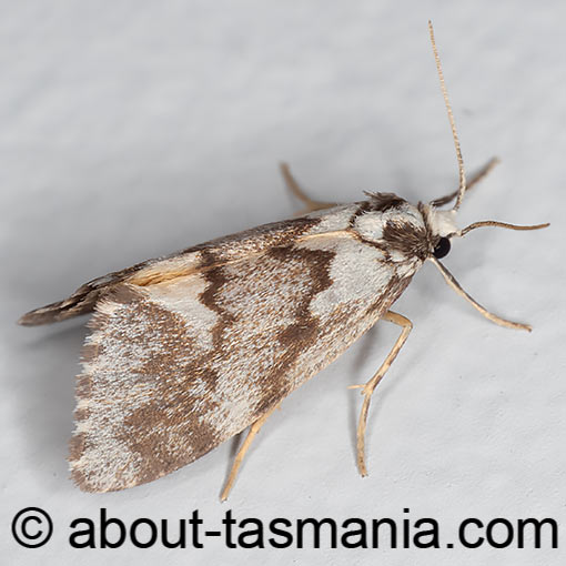 Philenora malthaca, Erebidae, Tasmania, moth
