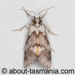 Philenora malthaca