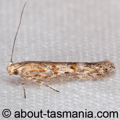 Phthorimaea absoluta, Gelechiidae, Tasmania, moth