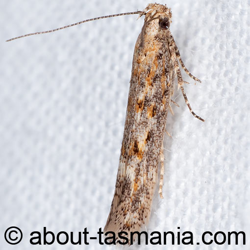 Phthorimaea absoluta, Gelechiidae, Tasmania, moth
