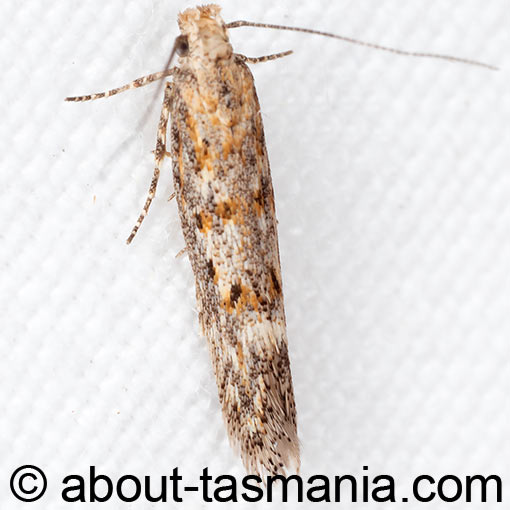 Phthorimaea absoluta, Gelechiidae, Tasmania, moth