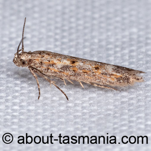 Phthorimaea absoluta, Gelechiidae, Tasmania, moth