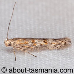 Phthorimaea absoluta