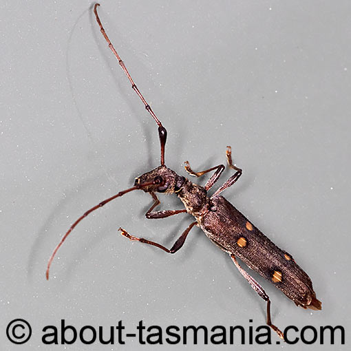 Quasiphneope quadrimaculata, Cerambycidae, Tasmania, beetle