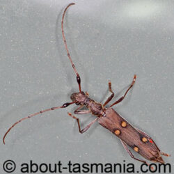 Quasiphneope quadrimaculata