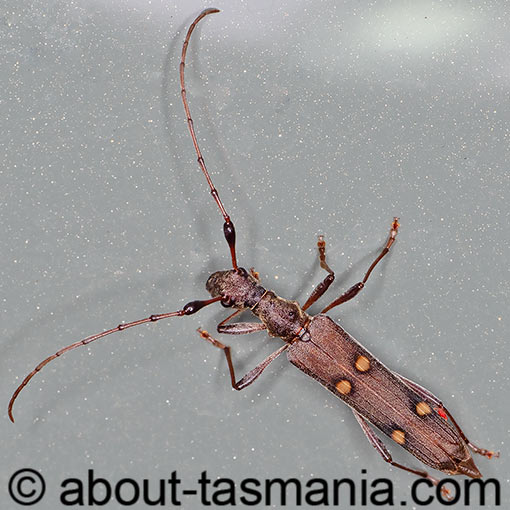 Quasiphneope quadrimaculata, Cerambycidae, Tasmania, beetle