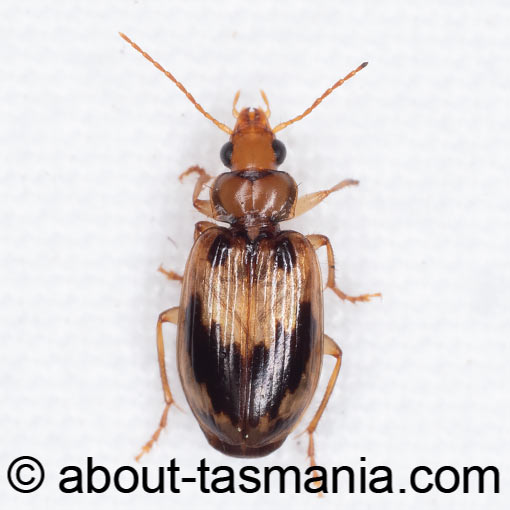 Sarothrocrepis melanopyga, beetle, Tasmania