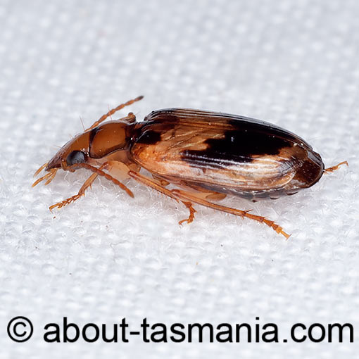 Sarothrocrepis melanopyga, beetle, Tasmania