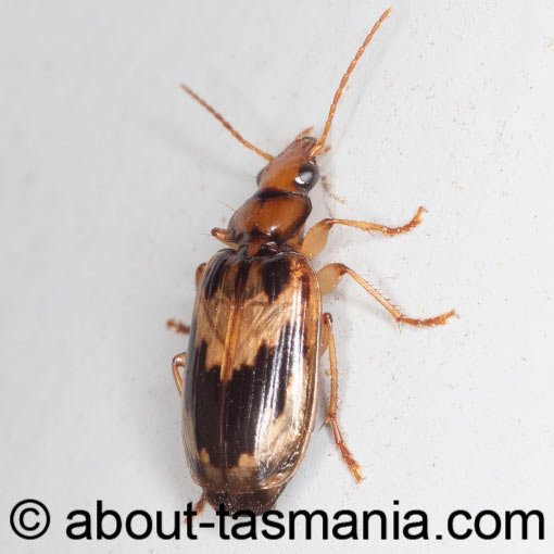 Sarothrocrepis melanopyga, beetle, Tasmania