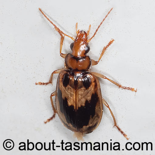Sarothrocrepis melanopyga, beetle, Tasmania