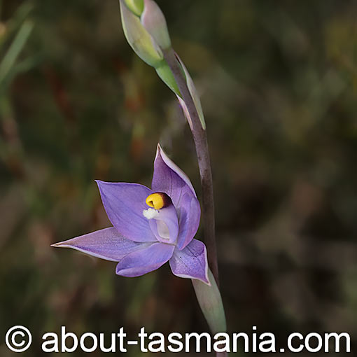 Thelymitra arenaria, forest sun orchid, Tasmania