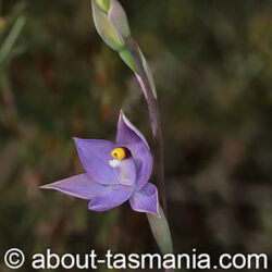 Thelymitra arenaria