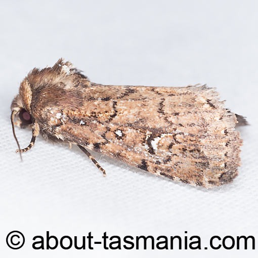 Thoracolopha melanographa, moth, Tasmania, Noctuidae