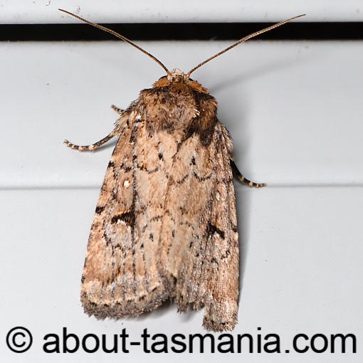 Thoracolopha melanographa, moth, Tasmania, Noctuidae