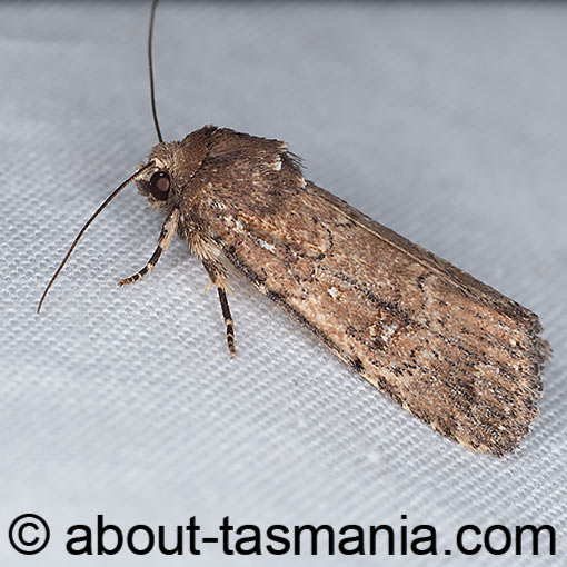 Thoracolopha melanographa, moth, Tasmania, Noctuidae