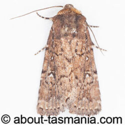 Thoracolopha melanographa