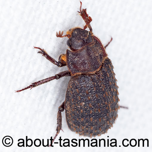 Trox scaber, Keratin beetle, Trogidae, Tasmania