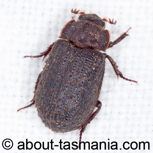 Trox scaber, Keratin beetle, Trogidae, Tasmania