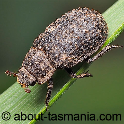 Trox scaber, Keratin beetle, Trogidae, Tasmania