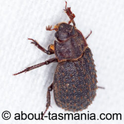 Trox scaber
